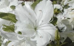 Delaware Valley White Azalea - 6 Pack Of 1 Gallon Pots 11 Delaware Valley White Azalea - 6 Pack Of 1 Gallon Pots -FruitTree Store Azalea Delaware Valley White 2 1