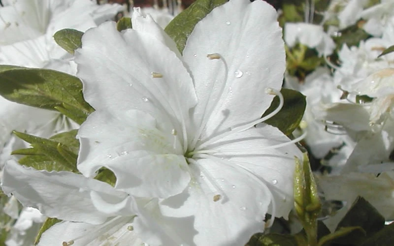 Delaware Valley White Azalea - 6 Pack Of 1 Gallon Pots 6 Delaware Valley White Azalea - 6 Pack Of 1 Gallon Pots - Image 4