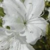 Delaware Valley White Azalea - 6 Pack Of 1 Gallon Pots