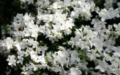 Delaware Valley White Azalea - 1 Gallon Pot -FruitTree Store Azalea Deleware Valley White Bloom