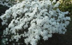 Delaware Valley White Azalea - 1 Gallon Pot -FruitTree Store Azalea Deleware Valley White Landscape