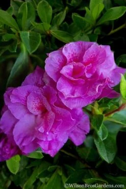 Autumn Majesty Encore Azalea - 3 Gallon Pot 13 Autumn Majesty Encore Azalea - 3 Gallon Pot -FruitTree Store Azalea Encore Autumn Majesty 5