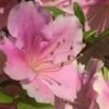 Autumn Sweetheart Encore Azalea - 1 Gallon Pot -FruitTree Store Azalea Encore Sweetheart 10