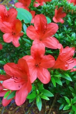 Flame Creeper Dwarf Spreading Azalea - 3 Gallon Pot -FruitTree Store Azalea Flame Creeper 11