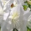 Mrs. G.G. Gerbing White Southern Indica Azalea - 1 Gallon Pot -FruitTree Store Azalea G G Gerbing 500x750 1
