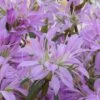 Koromo Shikibu Purple Spider Azalea - 3 Gallon Pot -FruitTree Store Azalea Koromo Shikibu 1