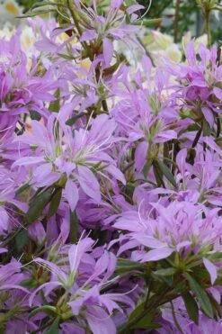 Koromo Shikibu Purple Spider Azalea - 1 Gallon Pot -FruitTree Store Azalea Koromo Shikibu 2 1