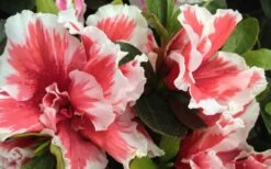 Mardi Gras Southern Indica Azalea - 6 Pack Of 1 Gallon Pots 9 Mardi Gras Southern Indica Azalea - 6 Pack Of 1 Gallon Pots -FruitTree Store Azalea Mardi Gras 2