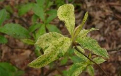 Dons Variegated Native Azalea - Rhododendron - 1 Gallon Pot -FruitTree Store Azalea Native Dons Variegated 3