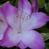 Nuccio's Voodoo Azalea - 6 Pack Of 1 Gallon Pots 2 Nuccio's Voodoo Azalea - 6 Pack Of 1 Gallon Pots -FruitTree Store Azalea Nuccios Voodoo 2 1