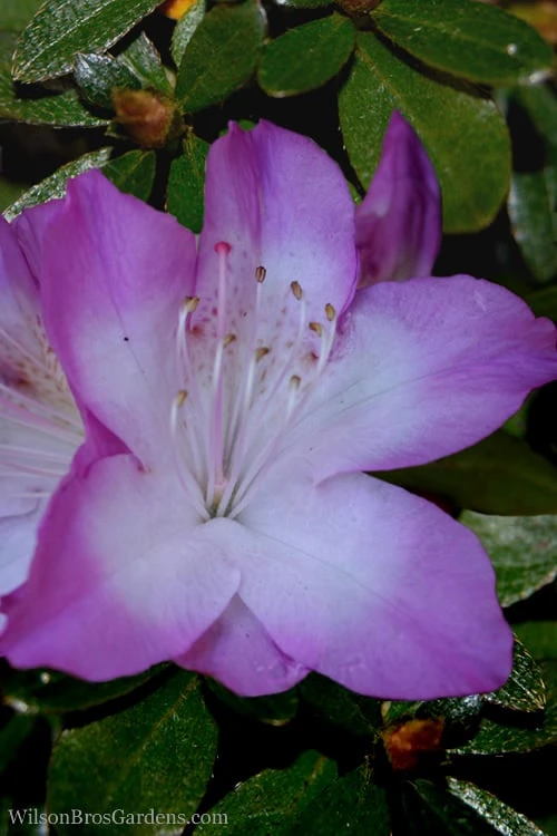 Nuccio's Voodoo Azalea - 3 Gallon Pot 3 Nuccio's Voodoo Azalea - 3 Gallon Pot