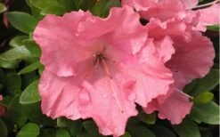 Gumpo Pink Dwarf Azalea - 2 Gallon Pot 9 Gumpo Pink Dwarf Azalea - 2 Gallon Pot -FruitTree Store Azalea Pink Gumpo 1