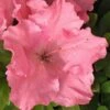 Gumpo Pink Dwarf Azalea - 2 Gallon Pot -FruitTree Store Azalea Pink Gumpo 500x750 2
