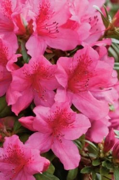 Pride Of Mobile Azalea - 1 Gallon Pot -FruitTree Store Azalea Pride Of Mobile 500x750 1