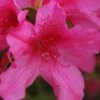 Pride Of Mobile Azalea - 1 Gallon Pot -FruitTree Store Azalea Pride of Mobile 13