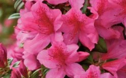Pride Of Mobile Azalea - 1 Gallon Pot -FruitTree Store Azalea Pride of Mobile 15