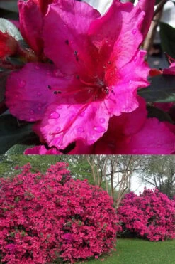 Red Formosa Azalea - 1 Gallon Pot 10 Red Formosa Azalea - 1 Gallon Pot -FruitTree Store Azalea Red Formosa 1 500x750 1