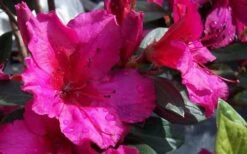 Red Formosa Azalea - 1 Gallon Pot 11 Red Formosa Azalea - 1 Gallon Pot -FruitTree Store Azalea Red Formosa