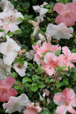 Sir Robert Dwarf Azalea - 6 Pack Of 1 Gallon Pots 12 Sir Robert Dwarf Azalea - 6 Pack Of 1 Gallon Pots -FruitTree Store Azalea Sir Robert 12 1