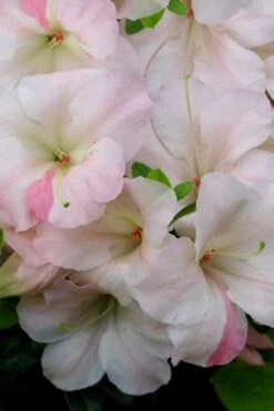 Sir Robert Dwarf Azalea - 6 Pack Of 1 Gallon Pots 11 Sir Robert Dwarf Azalea - 6 Pack Of 1 Gallon Pots -FruitTree Store Azalea Sir Robert 20 1