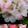 Sir Robert Dwarf Azalea - 3 Gallon Pot 1 Sir Robert Dwarf Azalea - 3 Gallon Pot -FruitTree Store Azalea Sir Robert 3 500x750 1