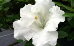 Gumpo White Dwarf Azalea - 1 Gallon Pot 9 Gumpo White Dwarf Azalea - 1 Gallon Pot -FruitTree Store Azalea White Gumpo