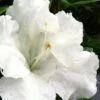 Gumpo White Dwarf Azalea - 1 Gallon Pot -FruitTree Store Azalea White Gumpo 500x750 1