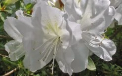 Mrs. G.G. Gerbing White Southern Indica Azalea - 1 Gallon Pot 13 Mrs. G.G. Gerbing White Southern Indica Azalea - 1 Gallon Pot -FruitTree Store Azlea GG Gerbing Flower