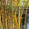 Alphonse Karr Golden Bamboo (Bambusa Multiplex) - 2 Gallon Pot -FruitTree Store Bamboo Alphonse Karr 1