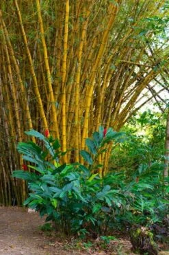 Alphonse Karr Golden Bamboo (Bambusa Multiplex) - 2 Gallon Pot -FruitTree Store Bamboo Alphonse Karr 6