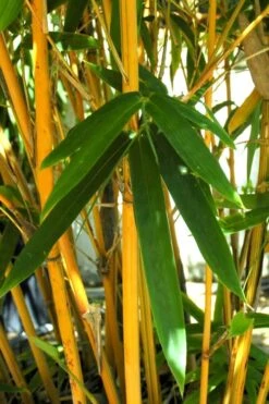 Alphonse Karr Golden Bamboo (Bambusa Multiplex) - 2 Gallon Pot -FruitTree Store Bamboo Alphonse Karr 7
