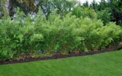 Alphonse Karr Golden Bamboo (Bambusa Multiplex) - 2 Gallon Pot -FruitTree Store Bamboo Alphonse Karr 8