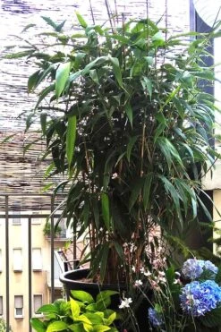 Arrow Bamboo (Pseudosasa Japonica) - 3 Gallon Pot (2-4') -FruitTree Store Bamboo Arrow 3