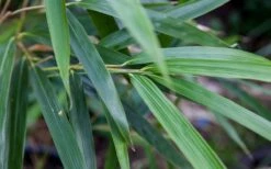 Arrow Bamboo (Pseudosasa Japonica) - 3 Gallon Pot (4-6'+) -FruitTree Store Bamboo Arrow 4 1