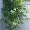 Arrow Bamboo (Pseudosasa Japonica) - 3 Gallon Pot (2-4') 2 Arrow Bamboo (Pseudosasa Japonica) - 3 Gallon Pot (2-4') -FruitTree Store Bamboo Arrow 500x750 1