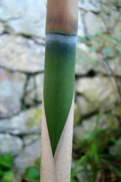 Arrow Bamboo (Pseudosasa Japonica) - 3 Gallon Pot (2-4') -FruitTree Store Bamboo Arrow 6