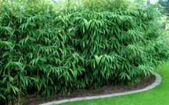 Arrow Bamboo (Pseudosasa Japonica) - 3 Gallon Pot (2-4') -FruitTree Store Bamboo Arrow Hedge
