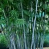 Baby Blue Bamboo - Bambusa Chungii 'Barbelatta' - 2 Gallon Pot -FruitTree Store Bamboo Barbelatta 12