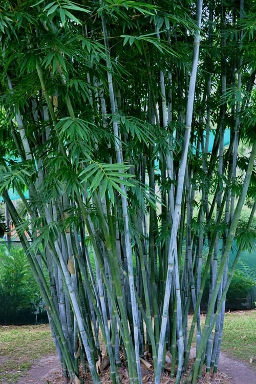 Baby Blue Bamboo - Bambusa Chungii 'Barbelatta' - 2 Gallon Pot 3 Baby Blue Bamboo - Bambusa Chungii 'Barbelatta' - 2 Gallon Pot