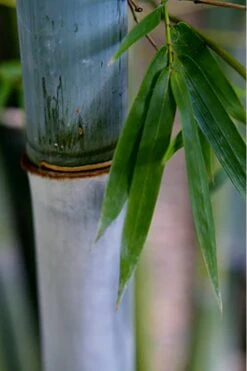 Baby Blue Bamboo - Bambusa Chungii 'Barbelatta' - 2 Gallon Pot 18 Baby Blue Bamboo - Bambusa Chungii 'Barbelatta' - 2 Gallon Pot -FruitTree Store Bamboo Barbelatta 14