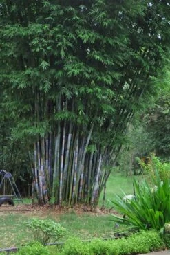 Baby Blue Bamboo - Bambusa Chungii 'Barbelatta' - 2 Gallon Pot 14 Baby Blue Bamboo - Bambusa Chungii 'Barbelatta' - 2 Gallon Pot -FruitTree Store Bamboo Barbelatta 16