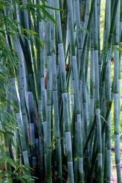 Baby Blue Bamboo - Bambusa Chungii 'Barbelatta' - 2 Gallon Pot 15 Baby Blue Bamboo - Bambusa Chungii 'Barbelatta' - 2 Gallon Pot -FruitTree Store Bamboo Barbelatta 21