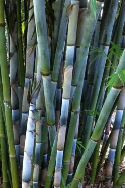 Baby Blue Bamboo - Bambusa Chungii 'Barbelatta' - 2 Gallon Pot 19 Baby Blue Bamboo - Bambusa Chungii 'Barbelatta' - 2 Gallon Pot -FruitTree Store Bamboo Barbelatta 3