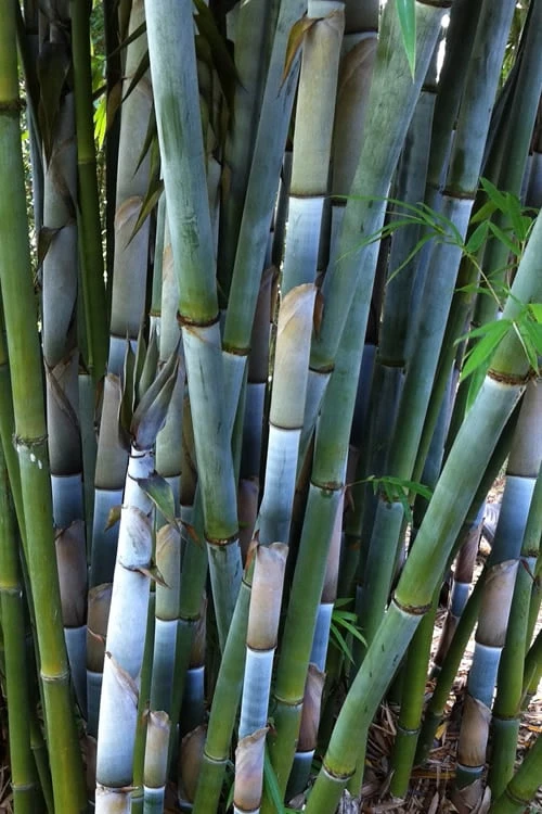 Baby Blue Bamboo - Bambusa Chungii 'Barbelatta' - 2 Gallon Pot 11 Baby Blue Bamboo - Bambusa Chungii 'Barbelatta' - 2 Gallon Pot - Image 9