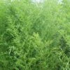 Bisset Bamboo (Phyllostachys Bissetii) - 3 Gallon Pot (2-4') -FruitTree Store Bamboo Bisettii 1