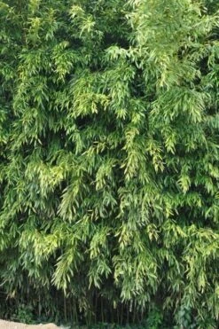 Bisset Bamboo (Phyllostachys Bissetii) - 3 Gallon Pot (2-4') -FruitTree Store Bamboo Bisettii 2