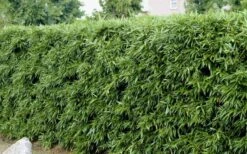 Bisset Bamboo (Phyllostachys Bissetii) - 3 Gallon Pot (2-4') -FruitTree Store Bamboo Bisettii 4