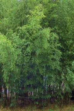 Bisset Bamboo (Phyllostachys Bissetii) - 3 Gallon Pot (4-6') -FruitTree Store Bamboo Bisettii 5 1