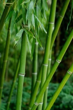 Bisset Bamboo (Phyllostachys Bissetii) - 3 Gallon Pot (4-6') -FruitTree Store Bamboo Bisettii 7 1