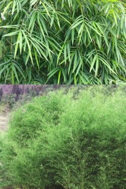 Bisset Bamboo (Phyllostachys Bissetii) - 3 Gallon Pot (2-4') -FruitTree Store Bamboo Bissets 500x750 1